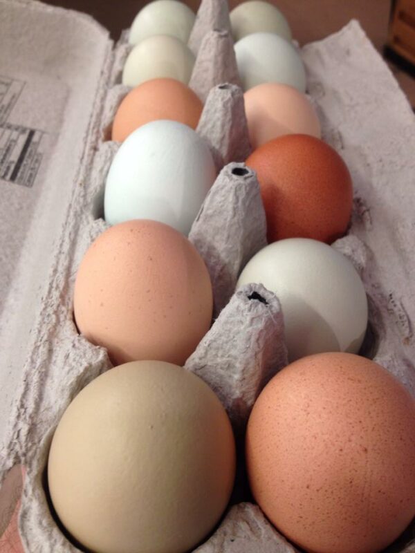 Large Organic Eggs