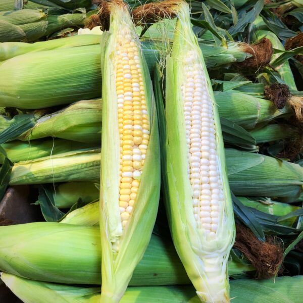 Case of Corn