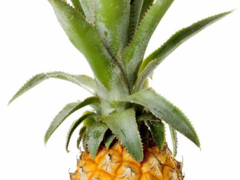 Baby Pineapple - Each