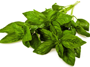 Basil - Fresh Bunch
