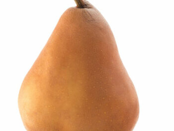 Bosc Pears - Each
