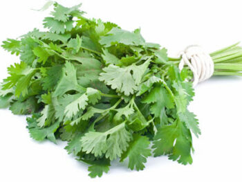Chinese Parsley (Cilantro) - Bunch