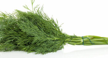 Dill - Bunch