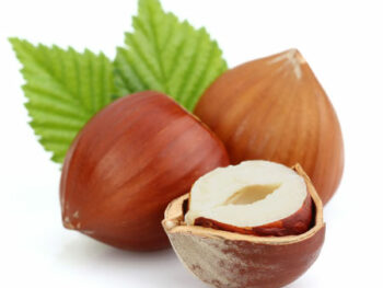 Filbert (Hazelnut)