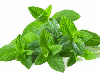 Mint - Bunch