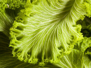 Mustard greens/Turnip greens