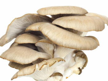 Fresh Oyster Mushrooms