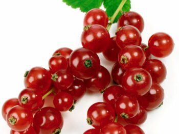 Cherry Tomatoes on the Vine