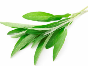 Sage