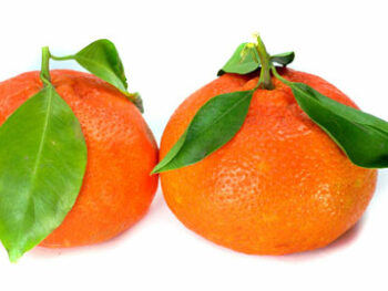 Satsumas