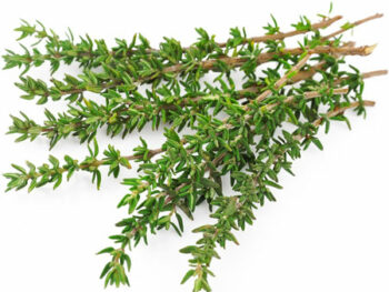 Lemon Thyme
