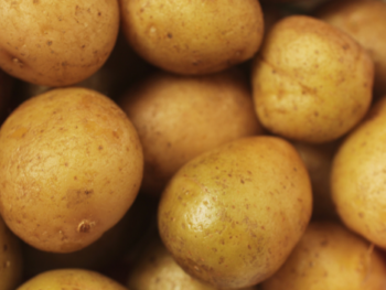 Baby Yukon Gold Potatoes