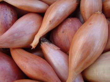 Shallots