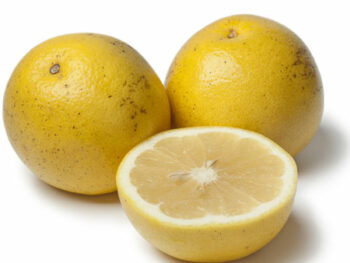 Florida White Grapefruit