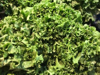 Green Leaf Lettuce - Head