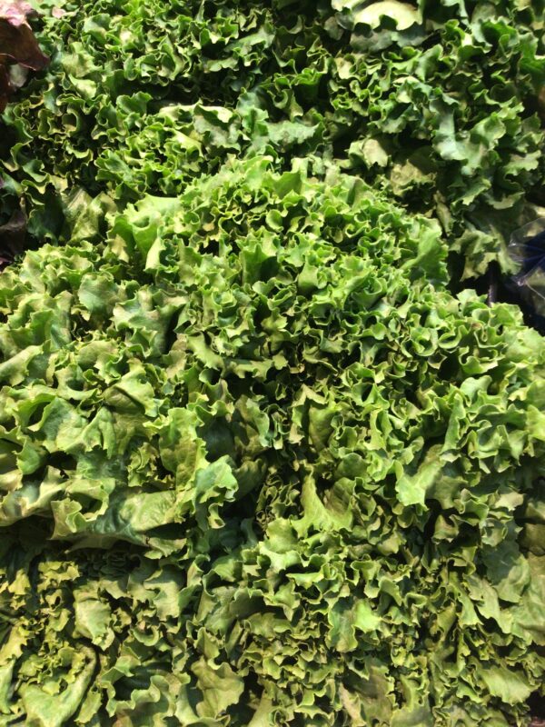 Green Leaf Lettuce - Head