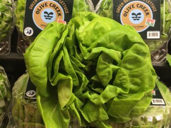 Boston, Hydroponic Lettuce - Head