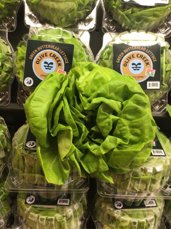 Boston, Hydroponic Lettuce - Head