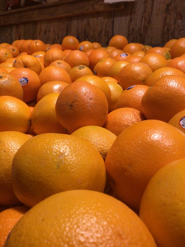 Florida Navel Oranges - Each