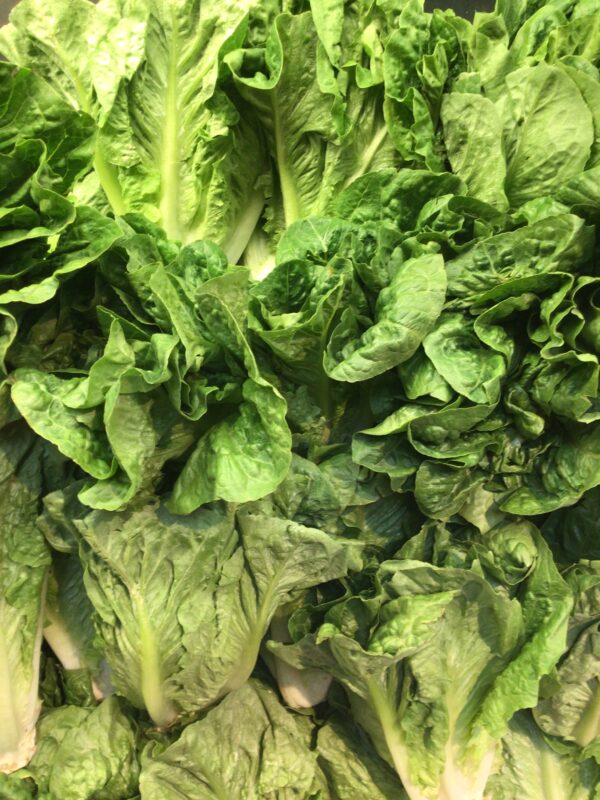Romaine Lettuce - each