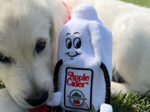 D.O. Cider Dog Toy